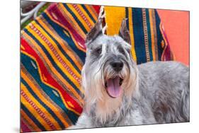 Schnauzer Lying on Blanket-Zandria Muench Beraldo-Mounted Photographic Print