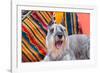 Schnauzer Lying on Blanket-Zandria Muench Beraldo-Framed Photographic Print