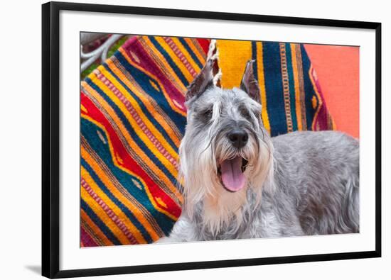 Schnauzer Lying on Blanket-Zandria Muench Beraldo-Framed Photographic Print