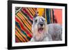 Schnauzer Lying on Blanket-Zandria Muench Beraldo-Framed Photographic Print