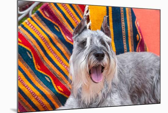 Schnauzer Lying on Blanket-Zandria Muench Beraldo-Mounted Photographic Print