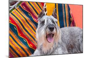 Schnauzer Lying on Blanket-Zandria Muench Beraldo-Mounted Photographic Print