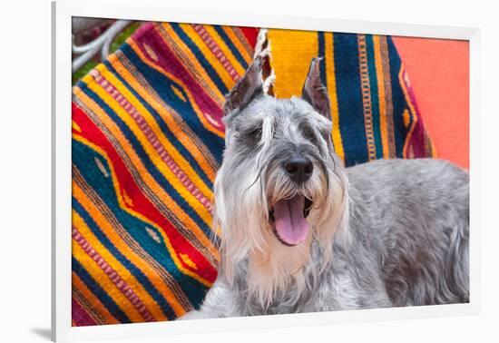 Schnauzer Lying on Blanket-Zandria Muench Beraldo-Framed Photographic Print