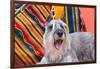 Schnauzer Lying on Blanket-Zandria Muench Beraldo-Framed Photographic Print