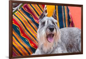 Schnauzer Lying on Blanket-Zandria Muench Beraldo-Framed Photographic Print