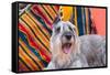 Schnauzer Lying on Blanket-Zandria Muench Beraldo-Framed Stretched Canvas