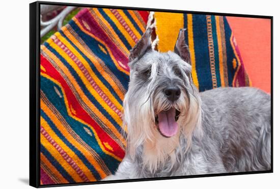 Schnauzer Lying on Blanket-Zandria Muench Beraldo-Framed Stretched Canvas