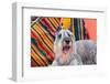 Schnauzer Lying on Blanket-Zandria Muench Beraldo-Framed Photographic Print