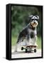 Schnauzer on Skateboard-null-Framed Stretched Canvas