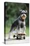 Schnauzer on Skateboard-null-Stretched Canvas
