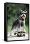 Schnauzer on Skateboard-null-Framed Stretched Canvas