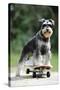 Schnauzer on Skateboard-null-Stretched Canvas