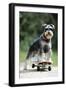 Schnauzer on Skateboard-null-Framed Premium Photographic Print