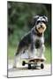 Schnauzer on Skateboard-null-Mounted Premium Photographic Print