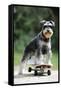 Schnauzer on Skateboard-null-Framed Stretched Canvas