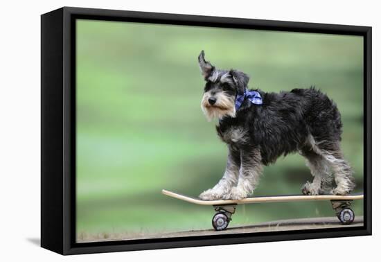 Schnauzer on Skateboard-null-Framed Stretched Canvas