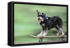 Schnauzer on Skateboard-null-Framed Stretched Canvas