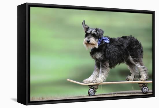 Schnauzer on Skateboard-null-Framed Stretched Canvas