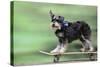 Schnauzer on Skateboard-null-Stretched Canvas