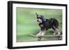 Schnauzer on Skateboard-null-Framed Premium Photographic Print