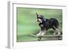 Schnauzer on Skateboard-null-Framed Premium Photographic Print