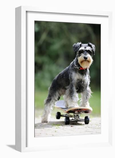 Schnauzer on Skateboard-null-Framed Photographic Print