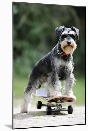 Schnauzer on Skateboard-null-Mounted Photographic Print