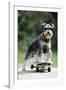 Schnauzer on Skateboard-null-Framed Photographic Print