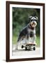 Schnauzer on Skateboard-null-Framed Photographic Print