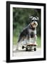 Schnauzer on Skateboard-null-Framed Photographic Print