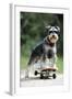 Schnauzer on Skateboard-null-Framed Photographic Print