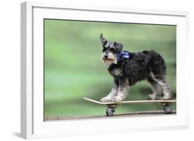 Schnauzer on Skateboard-null-Framed Photographic Print