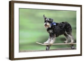 Schnauzer on Skateboard-null-Framed Photographic Print