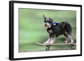 Schnauzer on Skateboard-null-Framed Photographic Print