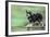 Schnauzer on Skateboard-null-Framed Photographic Print