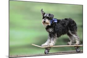 Schnauzer on Skateboard-null-Mounted Photographic Print