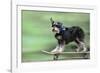 Schnauzer on Skateboard-null-Framed Photographic Print