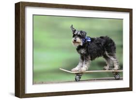 Schnauzer on Skateboard-null-Framed Photographic Print