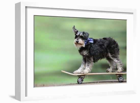 Schnauzer on Skateboard-null-Framed Photographic Print