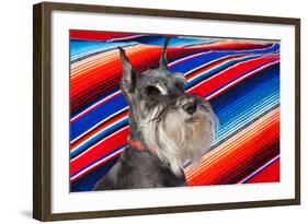 Schnauzer Portrait with Mexican Blanket-Zandria Muench Beraldo-Framed Photographic Print