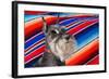 Schnauzer Portrait with Mexican Blanket-Zandria Muench Beraldo-Framed Photographic Print