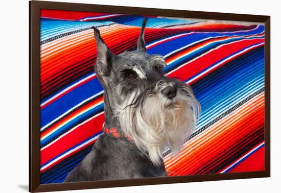 Schnauzer Portrait with Mexican Blanket-Zandria Muench Beraldo-Framed Photographic Print