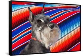 Schnauzer Portrait with Mexican Blanket-Zandria Muench Beraldo-Framed Stretched Canvas