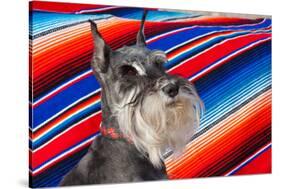 Schnauzer Portrait with Mexican Blanket-Zandria Muench Beraldo-Stretched Canvas