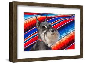 Schnauzer Portrait with Mexican Blanket-Zandria Muench Beraldo-Framed Photographic Print