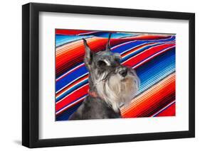 Schnauzer Portrait with Mexican Blanket-Zandria Muench Beraldo-Framed Photographic Print