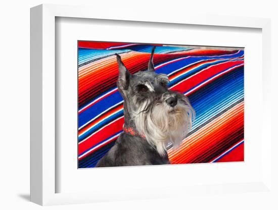 Schnauzer Portrait with Mexican Blanket-Zandria Muench Beraldo-Framed Photographic Print