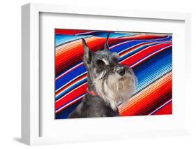 Schnauzer Portrait with Mexican Blanket-Zandria Muench Beraldo-Framed Photographic Print