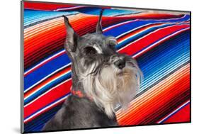 Schnauzer Portrait with Mexican Blanket-Zandria Muench Beraldo-Mounted Photographic Print