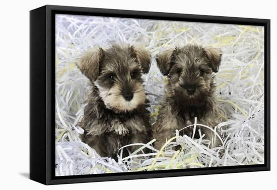 Schnauzer Puppies Sitting in Paper Shreddings-null-Framed Stretched Canvas